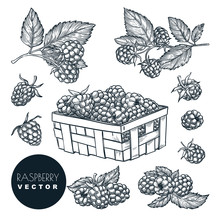 Raspberry Sketch Vector Illustration. Blackberry Harvest In Wooden Basket. Hand Drawn Agriculture Design Elements