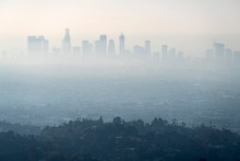 Thick Layer Of Smog And Haze From Nearby Brush Fire Obscuring The View Of Downtown Los Angeles Buildings In Southern California.   Shot From Hilltop In Popular Griffith Park.  