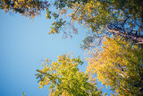Fototapeta Na sufit - korony drzew niebo