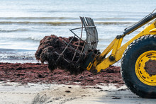 Brown Seaweed Harvesting By Tractor.  Cleaning The Beach After A Storm.