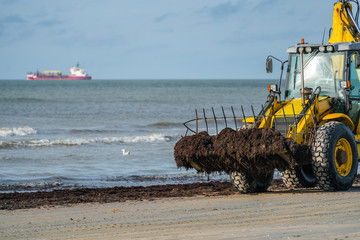 Wall Mural - Brown seaweed harvesting by tractor.  Cleaning the beach after a storm.