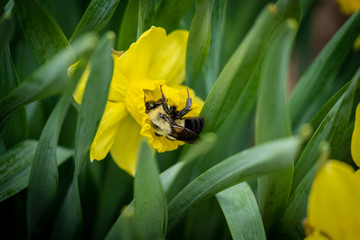 bee on yellow flower