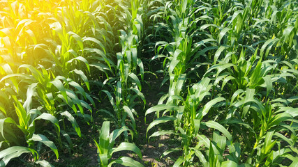 Green corn plants because of sufficient water