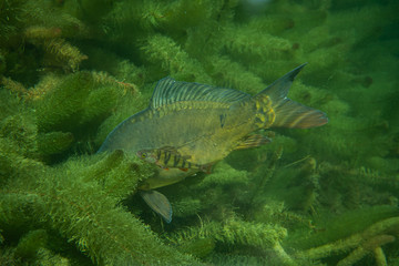 carp under water photography in a lake in Austria, amazing underwater fish photography