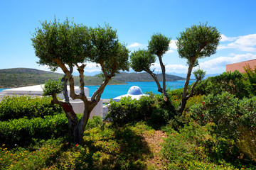 Wall Mural - The olive trees at luxury hotel, Crete, Greece