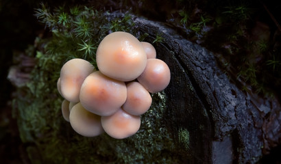 Group of mushrooms  