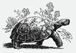 Endangered Galapagos giant tortoise chelonoidis walking in front of cactus plants. Illustration after antique engraving from 19th century