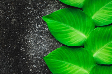 Green tropical plant growing on background of grey and black concrete wall grunge texture. Empty space for design