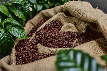 Open bag with coffee beans slices of green leaves. beautiful light, vigor of coffee beans, among coffee bushes