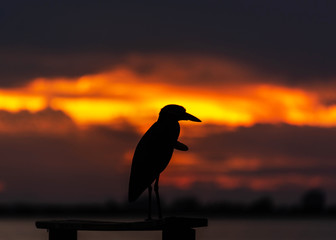 Sunset on the beach bird alone silhouette sky