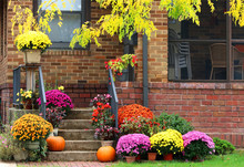 Seasonal House Outdoor Decoration. Main Entrance Stair And Porch Of The Brick House Decorated For Autumn Holidays Season And Branches Of The Colorful Tree In A Top. Fall Background.