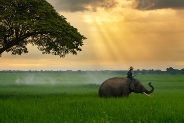 thailand, the mahout, and elephant in the green rice field during the sunrise landscape view