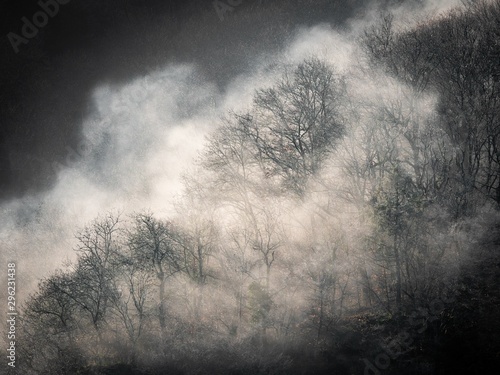 black-and-white-shot-of-leafless-trees-on-the-hill-in-a-fog-mystery-horror-concept