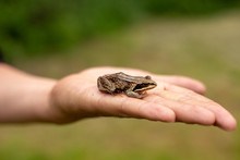 Hand Holds A Green Frog.