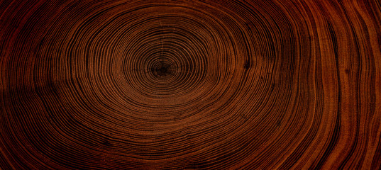 Old wooden oak tree cut surface. Detailed warm dark brown and orange tones of a felled tree trunk or stump. Rough organic texture of tree rings with close up of end grain.