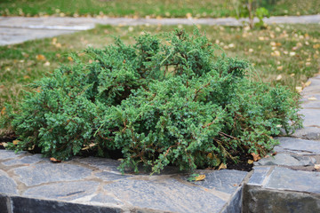 side from of juniper bush with stone fence on autumn geen grass and yellow leaves background, close up horizontal stock photo image