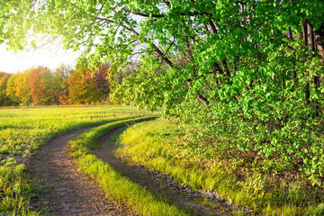 Wall Mural - country road in a summer park