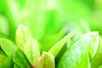 the image of green foliage is naturally rich.