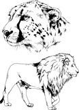 Fototapeta Koty - vector drawings sketches different predator , tigers lions cheetahs and leopards are drawn in ink by hand , objects with no background	