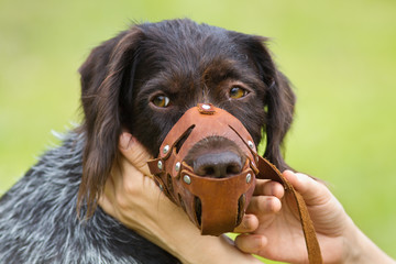 Wall Mural - hands owner put a muzzle on the dog