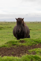 Icelandic horse standing in a green field