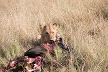A Lion And Its Kill - A Wildebeest. Tanzania, Africa.