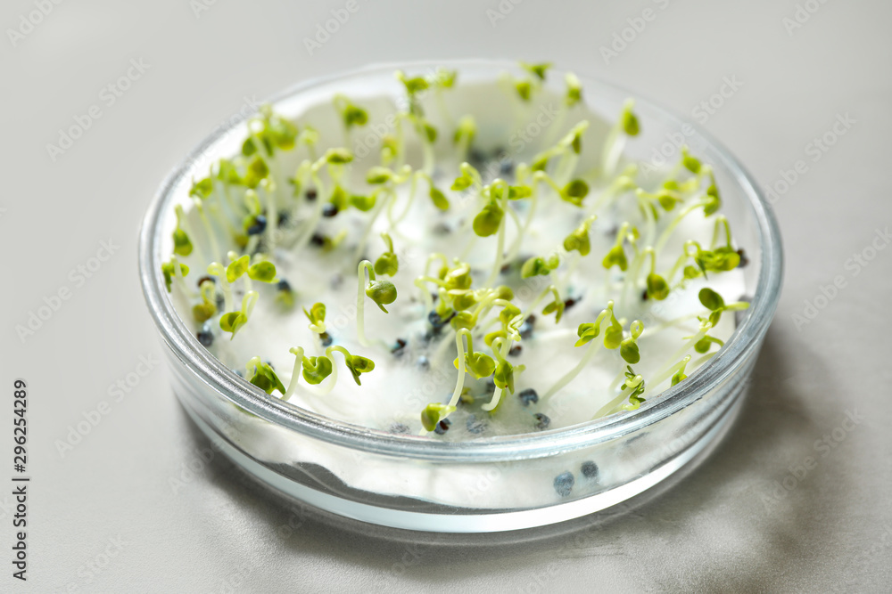 прорастание семян в чашках петри. проращивание семян в чашке петри. чаша петри для проращивания семян. чашка петри с семенами. как проращивать семена в чашке петри.