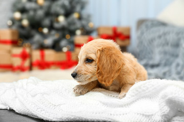 Wall Mural - Adorable English Cocker Spaniel puppy on warm blanket indoors. Winter season