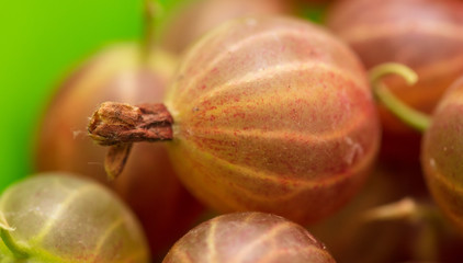 Ripe gooseberries as a background