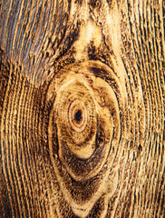 The structure of the tree on a charred board