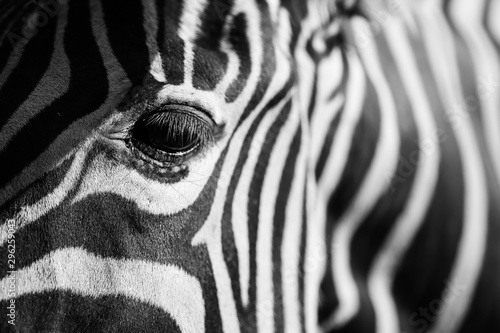 Naklejki zebra   zblizenie-zebry