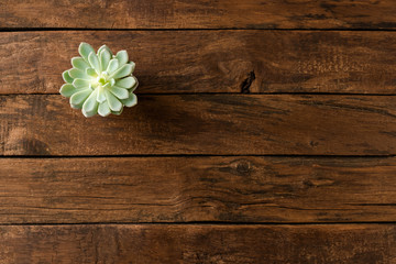 Wall Mural - Small green flower on wooden background with copyspace. Top view