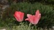 Two beautiful pink tulip flowers in a Mediterranean garden with rosemary in the background.