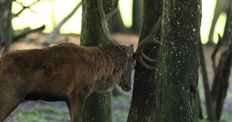 Canvas Print - Red deer cleans his antlers during the rut