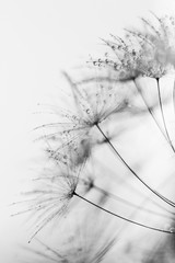 Dandelion in a macro lens