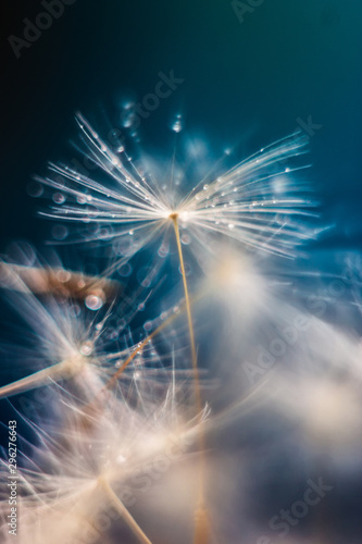 Dandelion in a macro lens