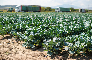 Broccoli farm and big export trucks on background.