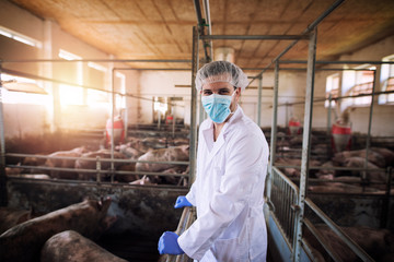 Portrait of veterinarian in white protective suit with hairnet and mask standing in pig pen observing domestic animals at pig farm.