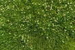 Abstract texture background, natural bright green grass