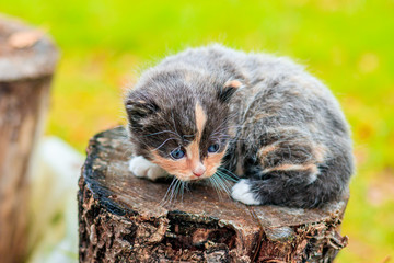 Wall Mural - A scared kitten stands on a log. Little kitten on the street. Fluffy kitten. . Pets