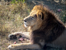 Lion Eats Meat And Bones While Lying In Grass On Safari