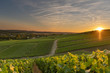 Champagne region in France with the setting sun