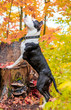 © alenka2194 - Amstaff dog on a walk in the park. Big dog. Bright dog. Light color. Home pet. Black and white dog