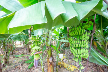 Fresh banana tree, Alanya / Turkey