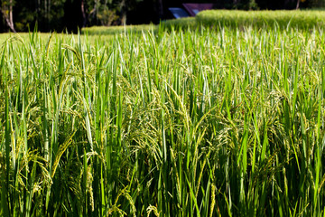 rice fields background