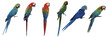 Set of macaw isolated on white background