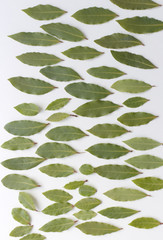 Wall Mural - Aromatic bay leaves isolated on white background. The Bay leaf is an aromatic leaf commonly used in cooking. It can be used whole, or as dried and ground.