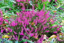 Purple Common Heather. Calluna Vulgaris In Summertime Meadow. Nature Floral Background.