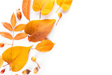 Autumn Fall Leaves. Flat Lay, Top View. From Different Trees, Yellow And Orange, Rose Hip