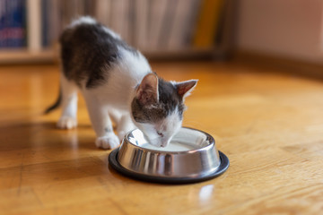 Sticker - Baby cat licking milk